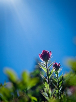 Picture of USA-MOUNT RAINIER NATIONAL PARK-BACKLIT INDIAN PAINTBRUSH FROM LOW PERSPECTIVE