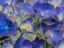 Picture of USA-WASHINGTON STATE-BELLEVUE. BLUE AND WHITE BIGLEAF HYDRANGEA FLOWER