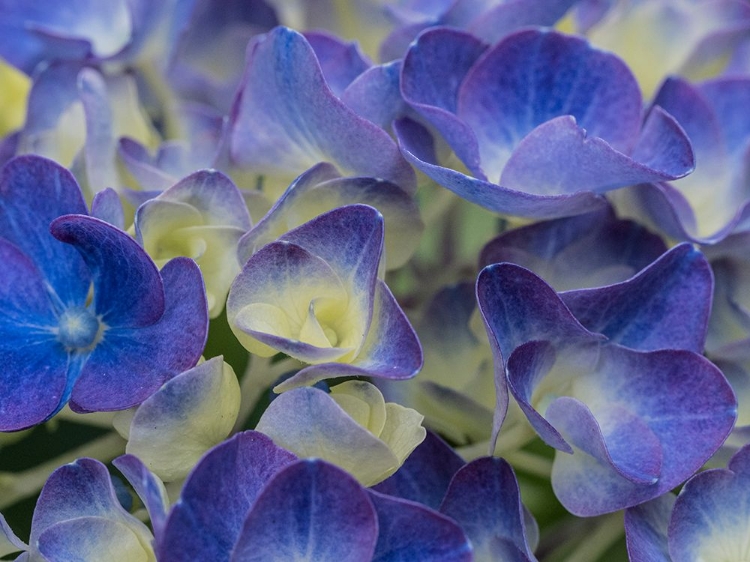 Picture of USA-WASHINGTON STATE-BELLEVUE. BLUE AND WHITE BIGLEAF HYDRANGEA FLOWER