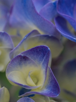 Picture of USA-WASHINGTON STATE-BELLEVUE. BLUE AND WHITE BIGLEAF HYDRANGEA FLOWER