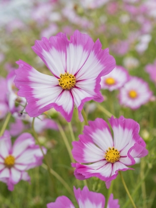 Picture of USA-WASHINGTON STATE. SNOQUALMIE VALLEY-PINK AND WHITE GARDEN COSMOS IN FIELD ON FARM