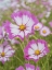 Picture of USA-WASHINGTON STATE. SNOQUALMIE VALLEY-PINK AND WHITE GARDEN COSMOS IN FIELD ON FARM