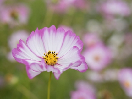 Picture of USA-WASHINGTON STATE. SNOQUALMIE VALLEY-PINK AND WHITE GARDEN COSMOS IN FIELD ON FARM