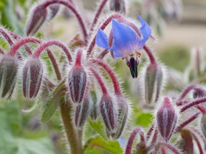 Picture of USA-WASHINGTON STATE. SNOQUALMIE VALLEY-BACKLIT BORAGE CLOSE-UP