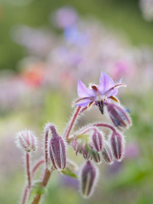 Picture of USA-WASHINGTON STATE. SNOQUALMIE VALLEY-BACKLIT BORAGE CLOSE-UP