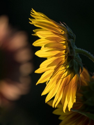 Picture of USA-WASHINGTON STATE-BELLEVUE. BACKLIT COMMON SUNFLOWER