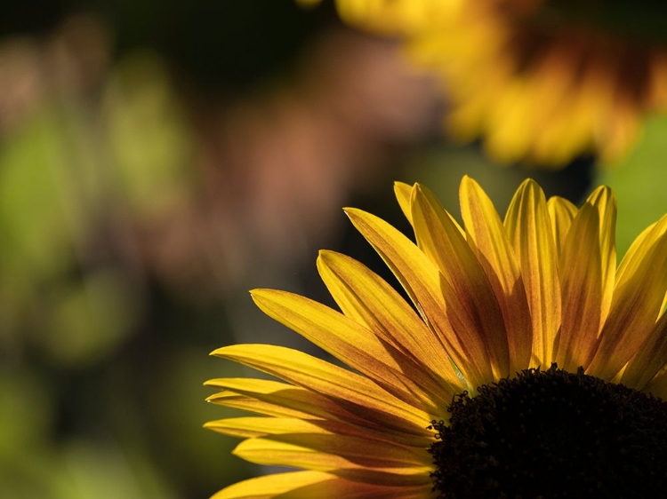 Picture of USA-WASHINGTON STATE-BELLEVUE. BACKLIT COMMON SUNFLOWER