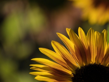 Picture of USA-WASHINGTON STATE-BELLEVUE. BACKLIT COMMON SUNFLOWER