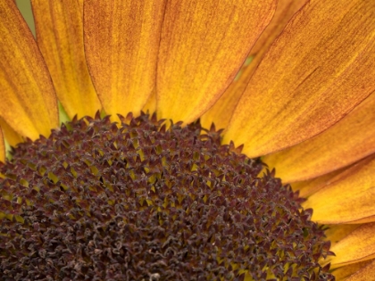 Picture of USA-WASHINGTON STATE-BELLEVUE. COMMON SUNFLOWER CLOSE-UP