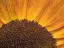 Picture of USA-WASHINGTON STATE-BELLEVUE. COMMON SUNFLOWER CLOSE-UP