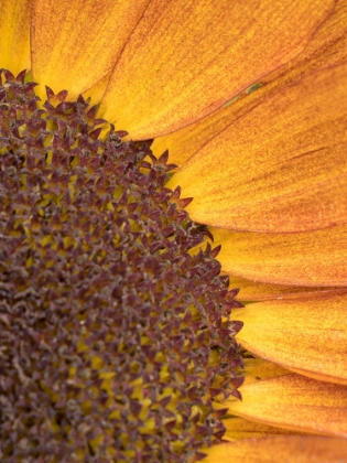 Picture of USA-WASHINGTON STATE-BELLEVUE. COMMON SUNFLOWER CLOSE-UP