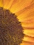 Picture of USA-WASHINGTON STATE-BELLEVUE. COMMON SUNFLOWER CLOSE-UP