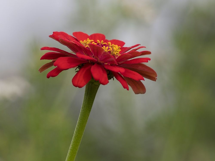 Picture of USA-WASHINGTON STATE. SNOQUALMIE VALLEY-COMMON ZINNIA CLOSE-UP