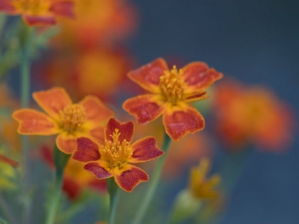 Picture of USA-WASHINGTON STATE-BELLEVUE. ORANGE MEXICAN MARIGOLD FLOWERS CLOSE-UP