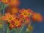 Picture of USA-WASHINGTON STATE-BELLEVUE. ORANGE MEXICAN MARIGOLD FLOWERS CLOSE-UP