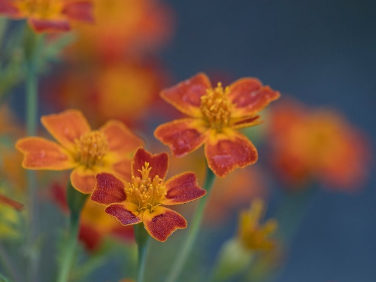 Picture of USA-WASHINGTON STATE-BELLEVUE. ORANGE MEXICAN MARIGOLD FLOWERS CLOSE-UP