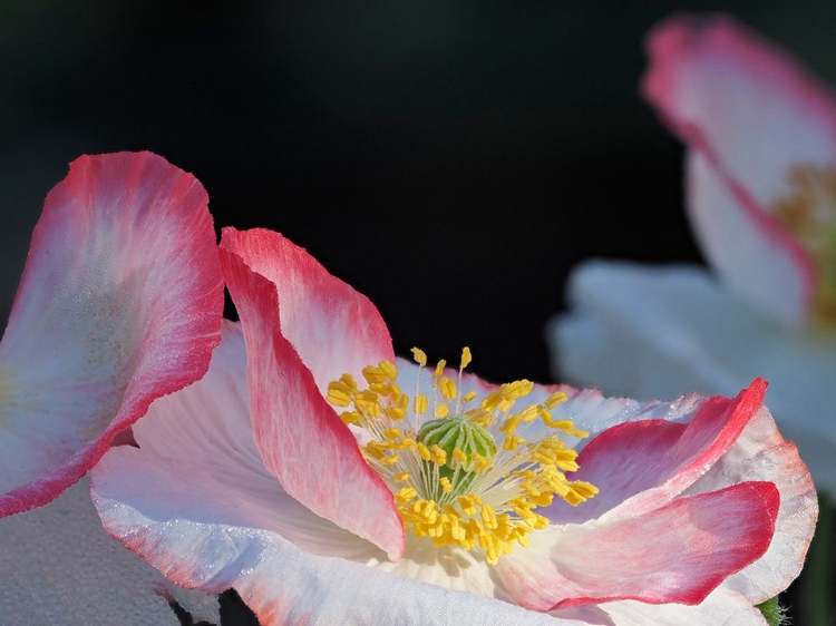 Picture of USA-WASHINGTON STATE-DUVALL. RED AND WHITE COMMON POPPY CLOSE-UP