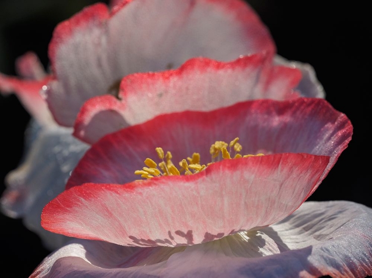 Picture of USA-WASHINGTON STATE-DUVALL. RED AND WHITE COMMON POPPY CLOSE-UP