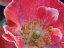 Picture of USA-WASHINGTON STATE-DUVALL. RED AND WHITE COMMON POPPY CLOSE-UP