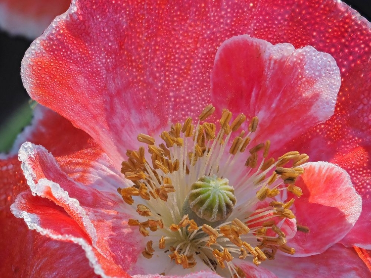 Picture of USA-WASHINGTON STATE-DUVALL. RED AND WHITE COMMON POPPY CLOSE-UP