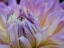 Picture of USA-WASHINGTON STATE-DUVALL. PURPLE GARDEN DAHLIA CLOSE-UP