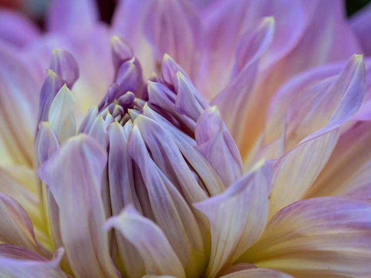 Picture of USA-WASHINGTON STATE-DUVALL. PURPLE GARDEN DAHLIA CLOSE-UP