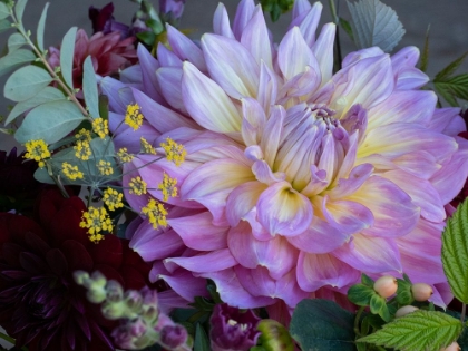 Picture of USA-WASHINGTON STATE-DUVALL. PURPLE GARDEN DAHLIA CLOSE-UP