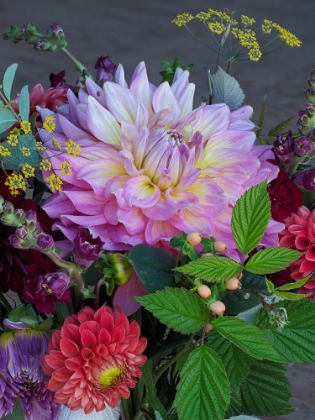 Picture of USA-WASHINGTON STATE-DUVALL. PURPLE GARDEN DAHLIA IN BOUQUET OF CUT FLOWERS