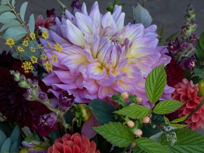 Picture of USA-WASHINGTON STATE-DUVALL. PURPLE GARDEN DAHLIA IN BOUQUET OF CUT FLOWERS