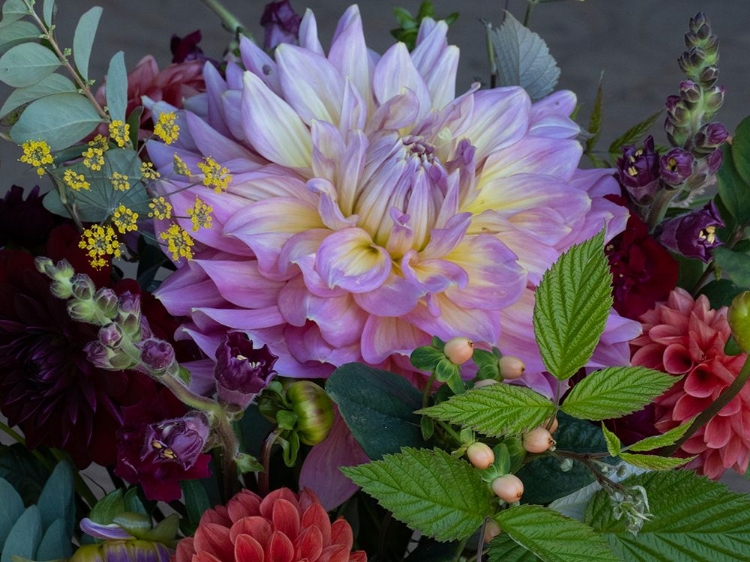 Picture of USA-WASHINGTON STATE-DUVALL. PURPLE GARDEN DAHLIA IN BOUQUET OF CUT FLOWERS