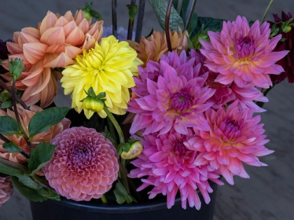 Picture of USA-WASHINGTON STATE-DUVALL. PURPLE-YELLOW AND APRICOT GARDEN DAHLIAS IN BOUQUET OF CUT FLOWERS