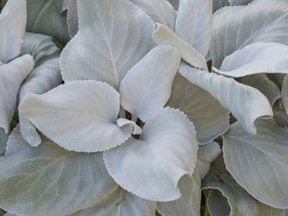 Picture of USA-WASHINGTON STATE-SEATTLE. LAMBS-EAR (STACHYS BYZANTINA) CLOSE-UP