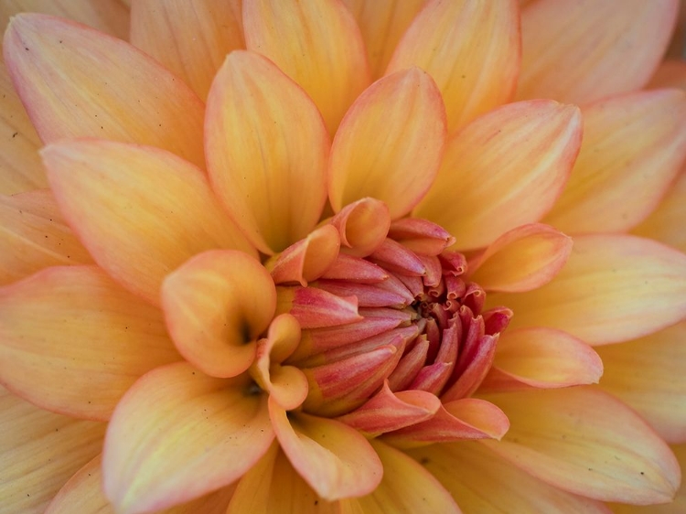 Picture of USA-WASHINGTON STATE-DUVALL. ORANGE GARDEN DAHLIA CLOSE-UP