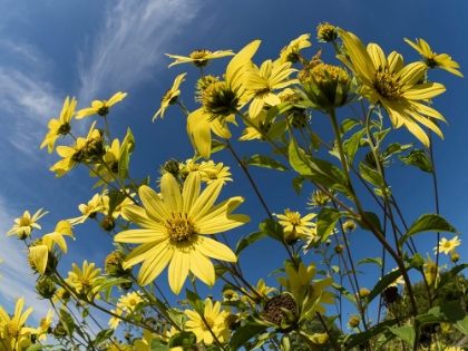 Picture of USA-WASHINGTON STATE-BELLEVUE. GIANT SUNFLOWERS