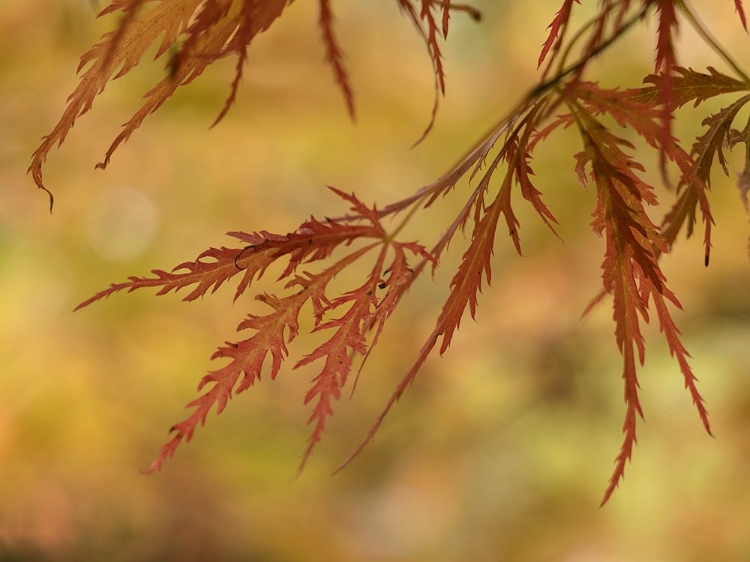 Picture of USA-WASHINGTON STATE-RENTON. JAPANESE MAPLE IN AUTUMN