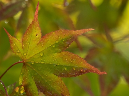 Picture of USA-WASHINGTON STATE-RENTON. JAPANESE MAPLE WITH WATER DROPLETS FROM RAIN IN AUTUMN
