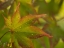 Picture of USA-WASHINGTON STATE-RENTON. JAPANESE MAPLE WITH WATER DROPLETS FROM RAIN IN AUTUMN