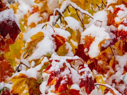 Picture of USA-WASHINGTON STATE-CLE ELUM. VINE MAPLE IN SNOW