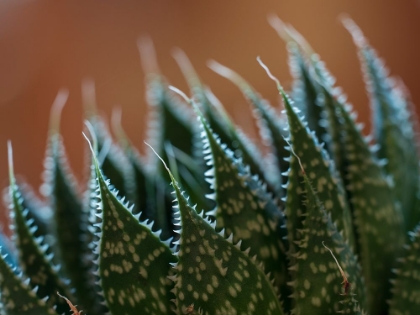 Picture of USA-BELLEVUE. LACE ALOE