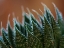 Picture of USA-BELLEVUE. LACE ALOE