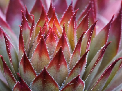 Picture of USA-WASHINGTON STATE-BELLEVUE. BACKLIT SUCCULENT HOUSELEEK-AKA HENS-AND-CHICKS.