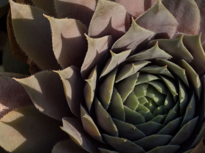 Picture of USA-WASHINGTON STATE-BELLEVUE. HOUSELEEK BRONZE PASTEL-ALSO KNOWN AS HENS-AND-CHICKS