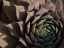 Picture of USA-WASHINGTON STATE-BELLEVUE. HOUSELEEK BRONZE PASTEL-ALSO KNOWN AS HENS-AND-CHICKS