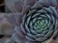 Picture of USA-WASHINGTON STATE-BELLEVUE. HOUSELEEK BRONZE PASTEL-ALSO KNOWN AS HENS-AND-CHICKS