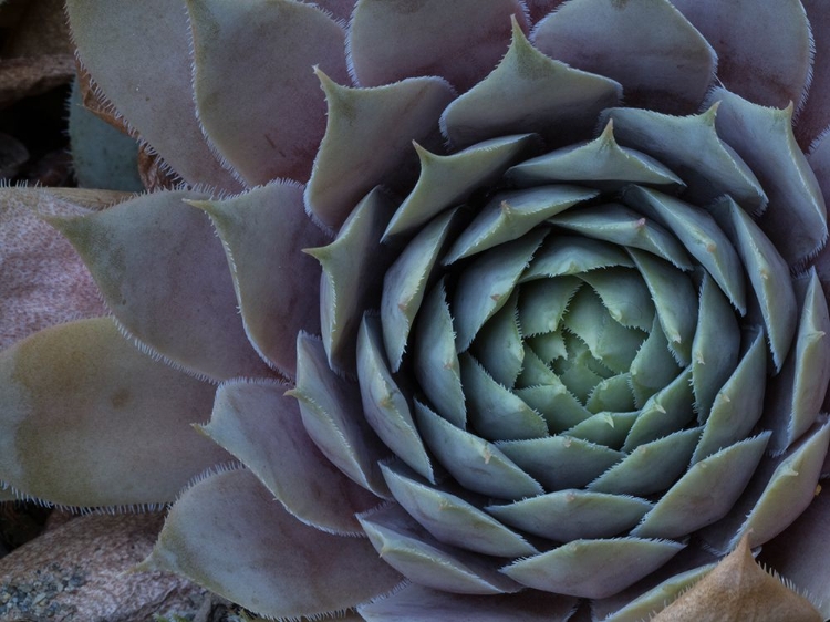 Picture of USA-WASHINGTON STATE-BELLEVUE. HOUSELEEK BRONZE PASTEL-ALSO KNOWN AS HENS-AND-CHICKS