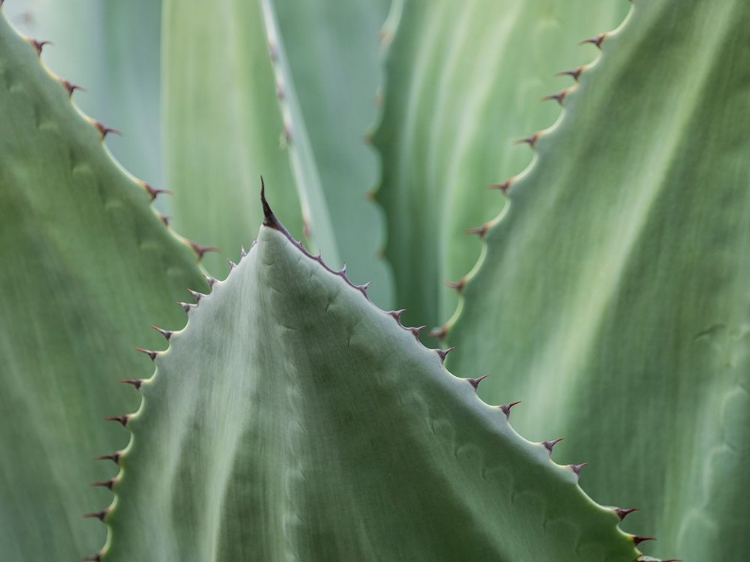 Picture of USA-SEATTLE. CENTURY PLANT CLOSE-UP