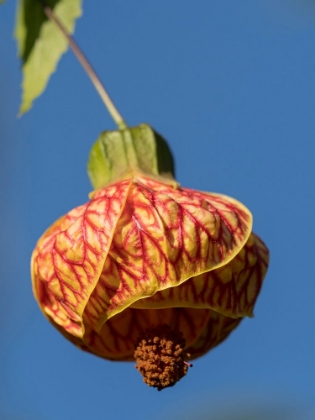 Picture of USA-SEATTLE. RED VEIN ABUTILON