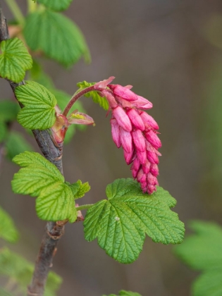 Picture of USA-WASHINGTON STATE. RED FLOWERING CURRANT.