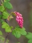 Picture of USA-WASHINGTON STATE. RED FLOWERING CURRANT.