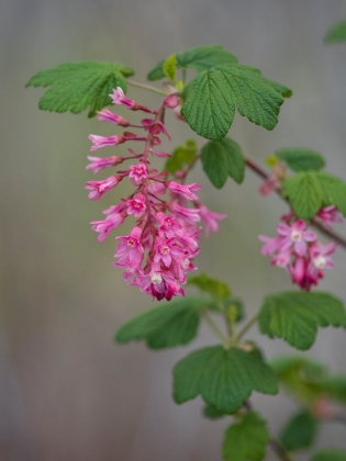 Picture of USA-WASHINGTON STATE. RED FLOWERING CURRANT.